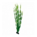 Hobby Vallisneria 60 cm