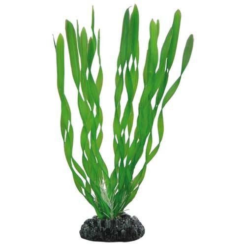 Hobby Vallisneria 20 cm