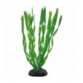 Hobby Vallisneria 20 cm