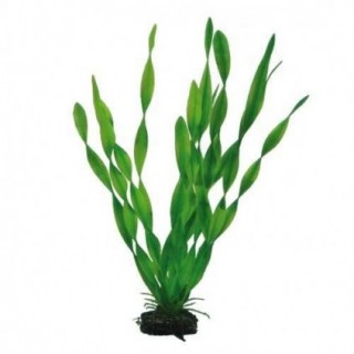 Hobby Vallisneria 34 cm