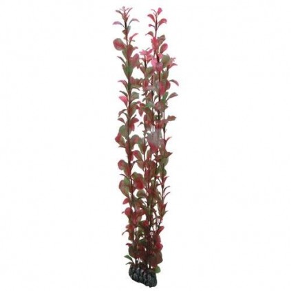 Hobby Ludwigia 60 cm