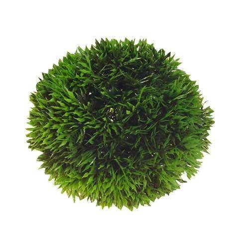 Hobby Plant Ball 9 cm