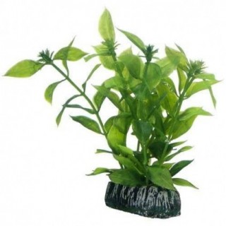 Hobby Hygrophila 13 cm