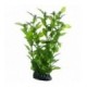 Hobby Hygrophila 20 cm