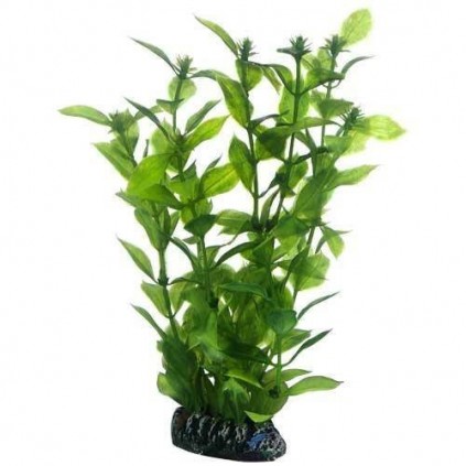 Hobby Hygrophila 20 cm