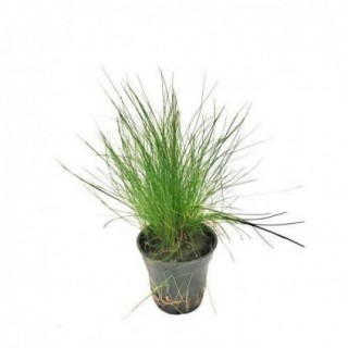 Eleocharis parvula