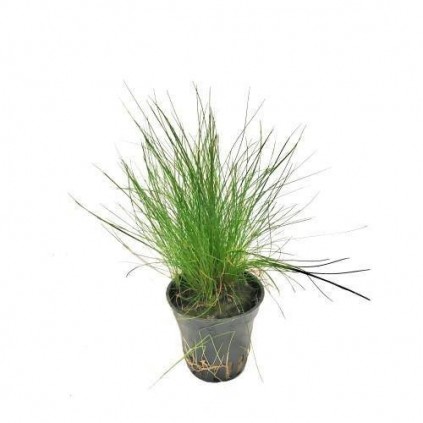 Eleocharis parvula