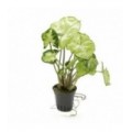 Syngonium white/green