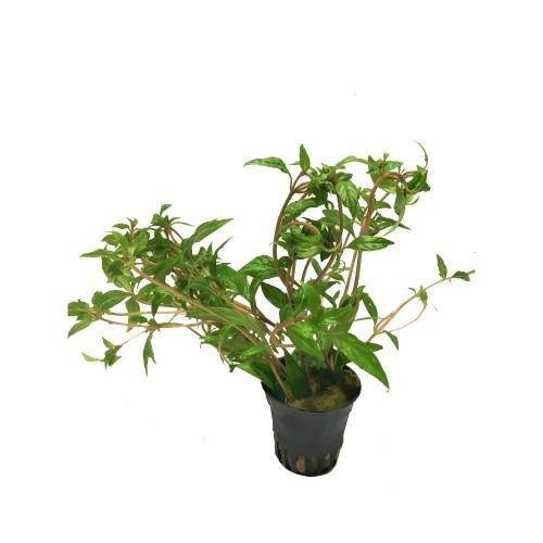 Hygrophila pantanl 'wavy