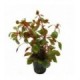 Ludwigia sp. Super Red