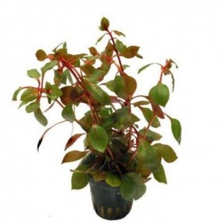 Ludwigia sp. Super Red