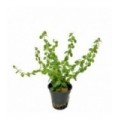 Rotala sp. green