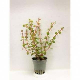 Rotala rotundifolia 'orange juice'