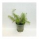 Rotala walichi