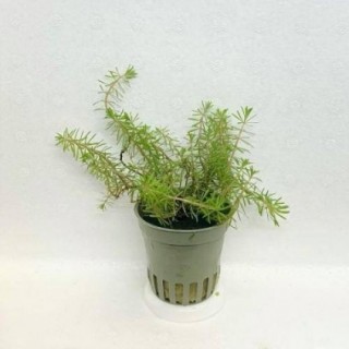 Rotala walichi