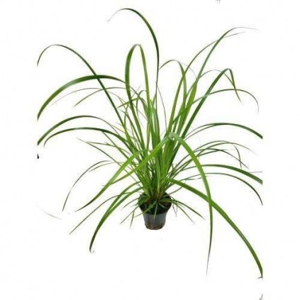 Cyperus helferi