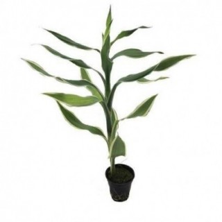 Dracaena sanderiana wit/groen