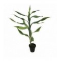 Dracaena sanderiana wit/groen