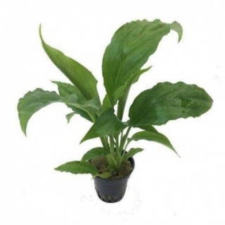 Spathiphyllum groen