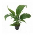 Spathiphyllum groen