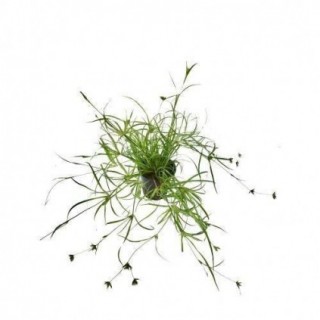 Juncus Repens