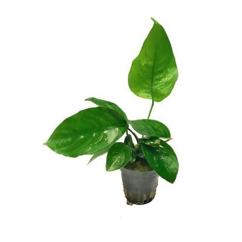 Anubias barteri