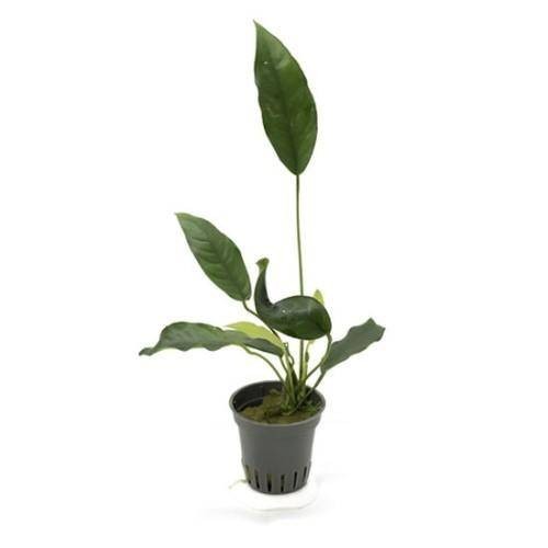 Anubias gracilis