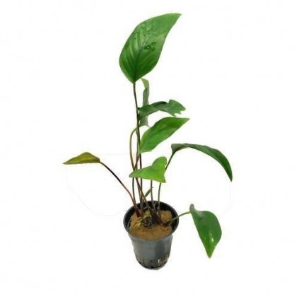 Anubias hastifolia