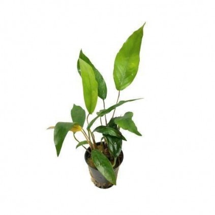 Anubias barteri glabra