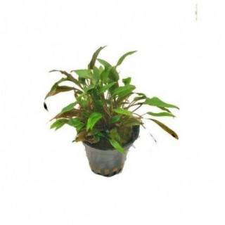 Cryptocoryne beckettii