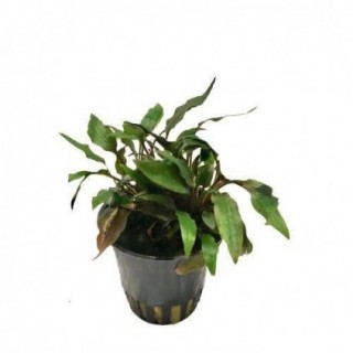 Cryptocoryne species brown