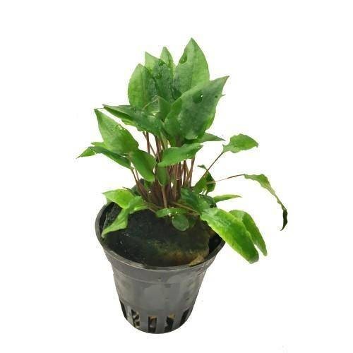 Cryptocoryne species green