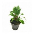 Cryptocoryne species green