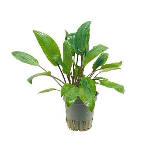 Cryptocoryne willissii