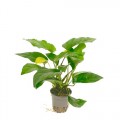 Anubias lanceolatta