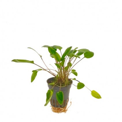 Cryptocoryne wendtii green