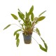 Cryptocoryne lutea