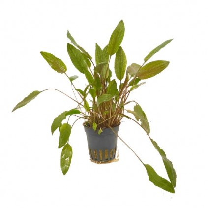 Cryptocoryne lutea