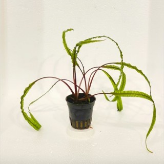 Cryptocoryne balansae