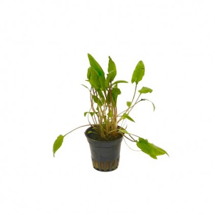 Cryptocoryne green crisped leaf