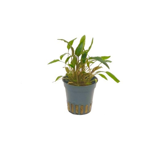 Cryptocoryne walkerii