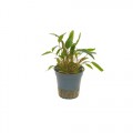 Cryptocoryne walkerii