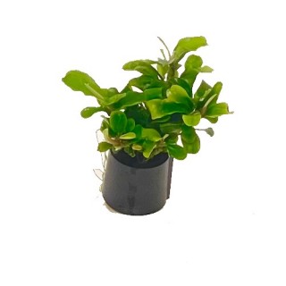 Buchephalandra mix on a ring