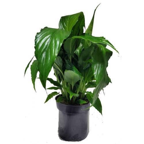 MP Spathiphyllum Green