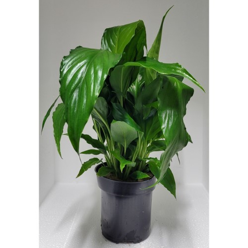 MP Spathiphyllum Green