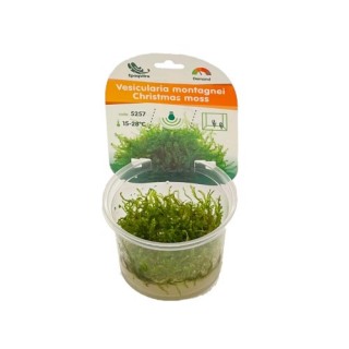 Invitro Christmas moss (Vesicularia Montagnei)