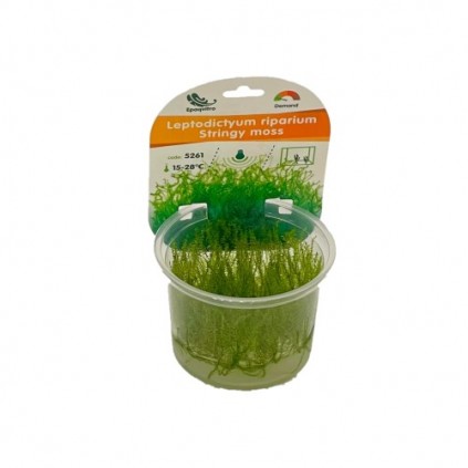 Invitro Stringy moss (Leptodictyum riparium)