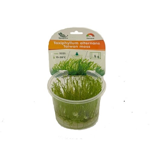 Invitro Taiwan moss (Taxiphyllum alternans)