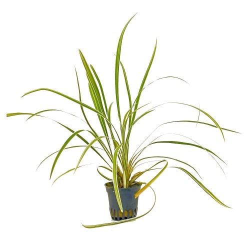 Ophiopogon variegata