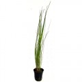 Eleocharis species